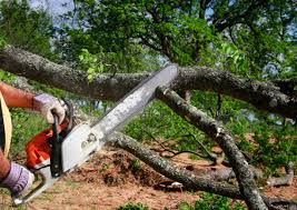 Best Firewood Processing and Delivery  in Cecil Bishop, PA